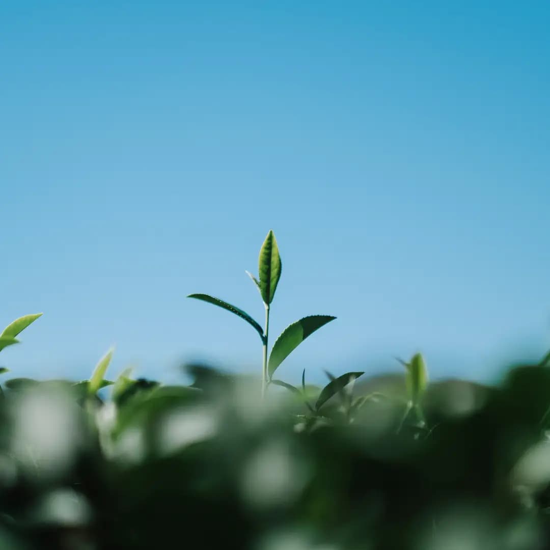 Pioneering Advanced & Eco-Friendly Solutions